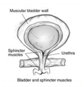 Bladder Leakage
